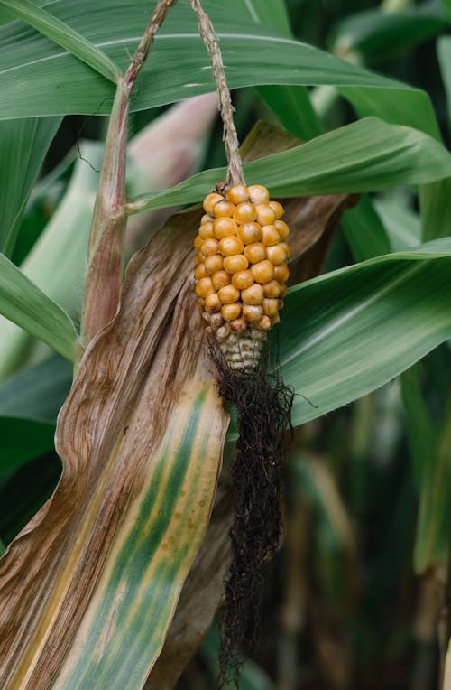 Close-up of Corn Cob