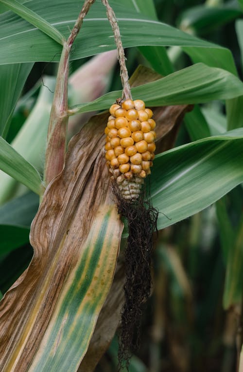 Imagine de stoc gratuită din a închide, agricultură, cultură