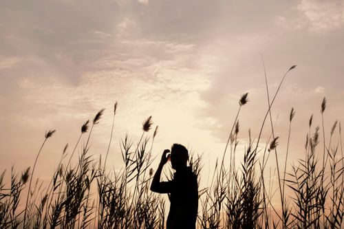 Free A silhouetted person standing among tall grasses with a stunning sunset background. Stock Photo
