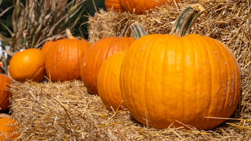 Orange Pumpkins on Brown Grass