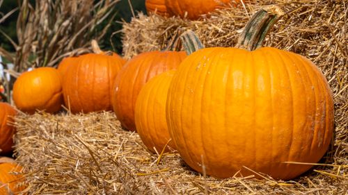 Free Close-up of bright orange pumpkins on hay bales. Perfect for autumn themes. Stock Photo