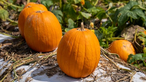 Free Big Pumpkins in Close-Up Photography Stock Photo