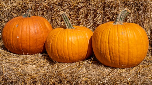 Close-Up Photo of Pumpkins on Hay