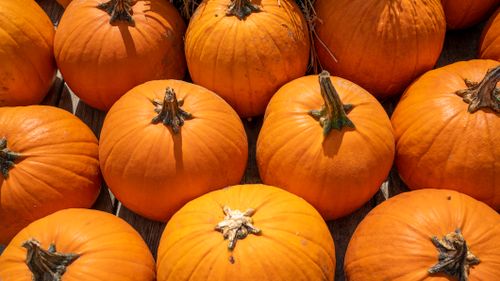 Free A vibrant collection of pumpkins arranged outside, perfect for fall themes. Stock Photo