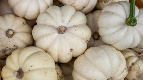 Free A Pile of Squash Stock Photo