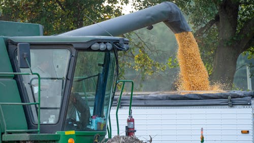 A Combine Harvester Harvesting Corn