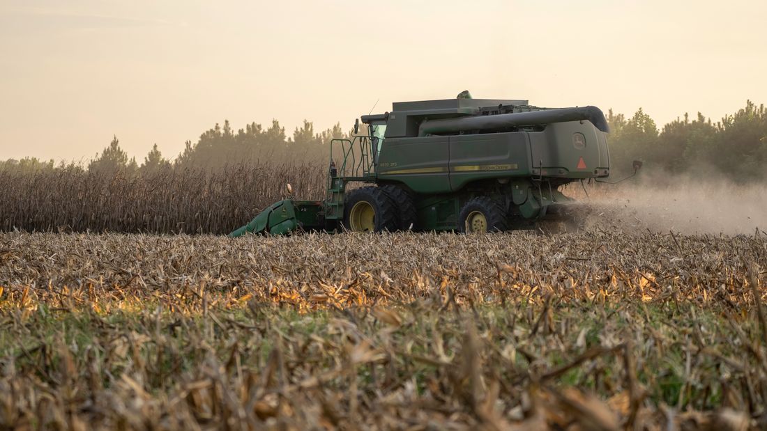 A combine working through a North Carolina cornfield