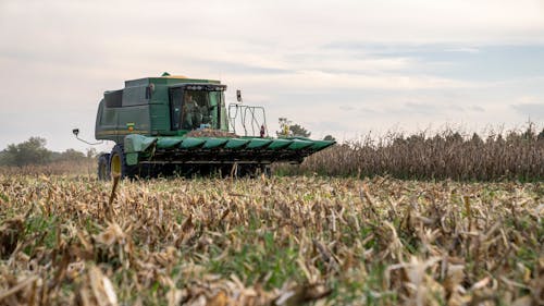 A Tractor Harvesting in a Corn Field