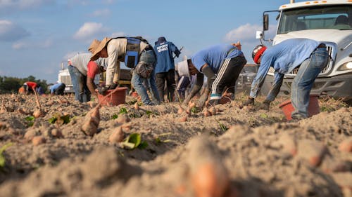 Farmers Harvesting Crops