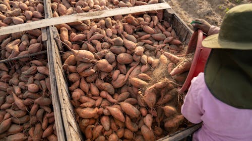 A Farmer Putting Harvested Sweet Potatoes on a Truck