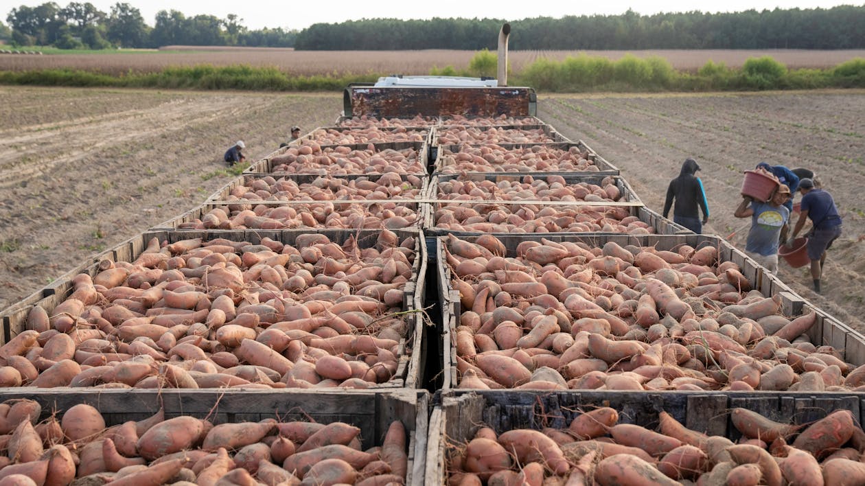 Free Farmers Harvesting Sweet Potato Crops Stock Photo