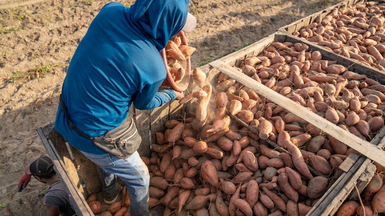 Man Emptying A Bucket With Sweet Potatoes Into A Truck 