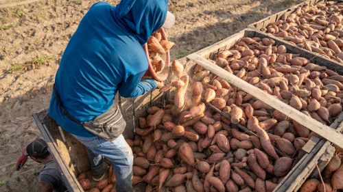 Free Farmers gathering sweet potatoes into crates during a sunny harvest day. Stock Photo