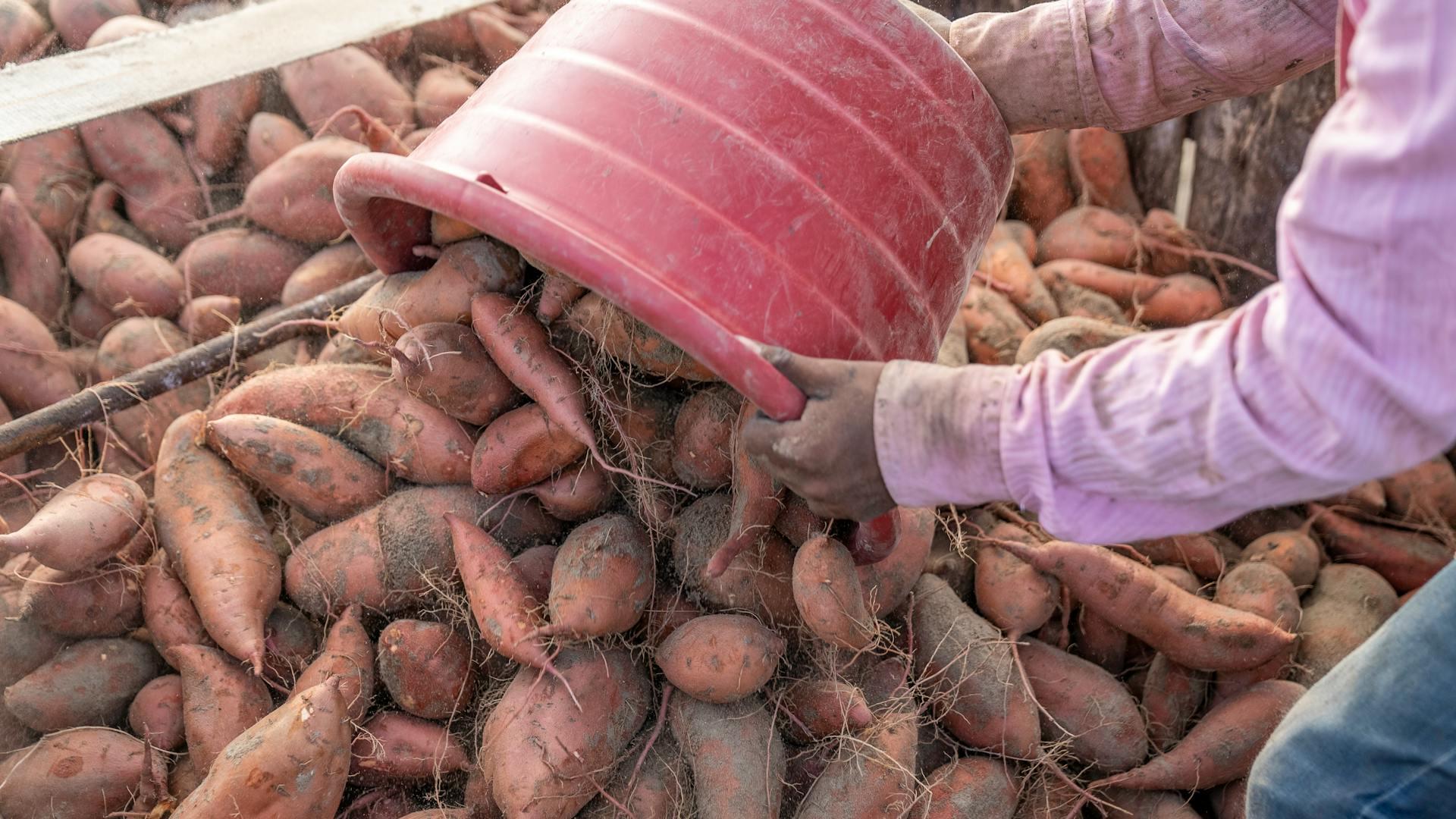 Farmer sorting sweet potatoes into a pile with a red bucket outdoors in North Carolina.