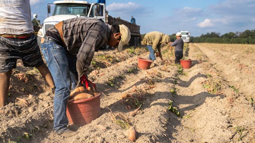 Foto stok gratis agrikultura, bekerja, bidang