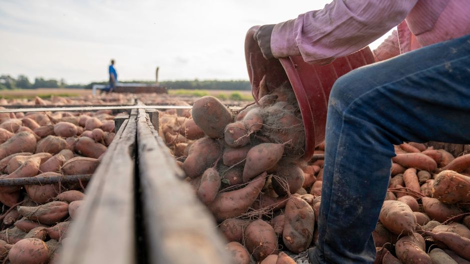 Growing Sweet Potatoes Successfully in Your Nigerian Garden