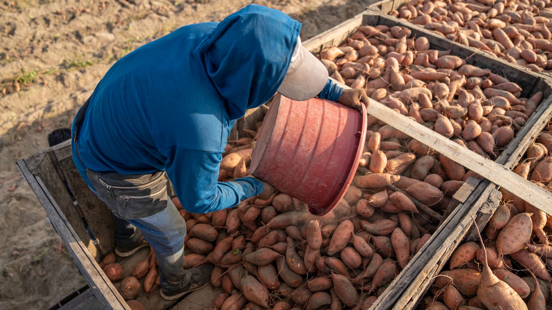 Man Pouring Sweet Potatoes out of a Bucket and into a Box