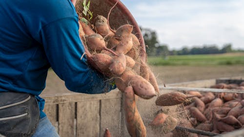 Free A Farmer Pouring Harvested Sweet Potatoes Stock Photo