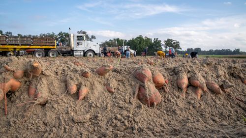 Free Farmers harvest sweet potatoes in a field in North Carolina, USA. Stock Photo