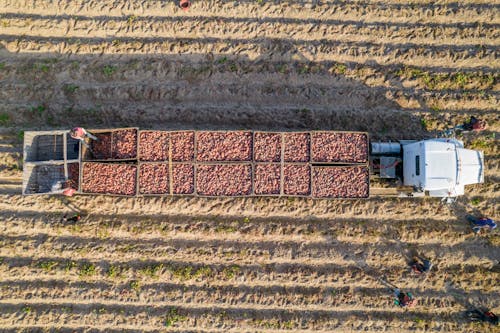 A Truck Loaded with Harvested Sweet Potatoes