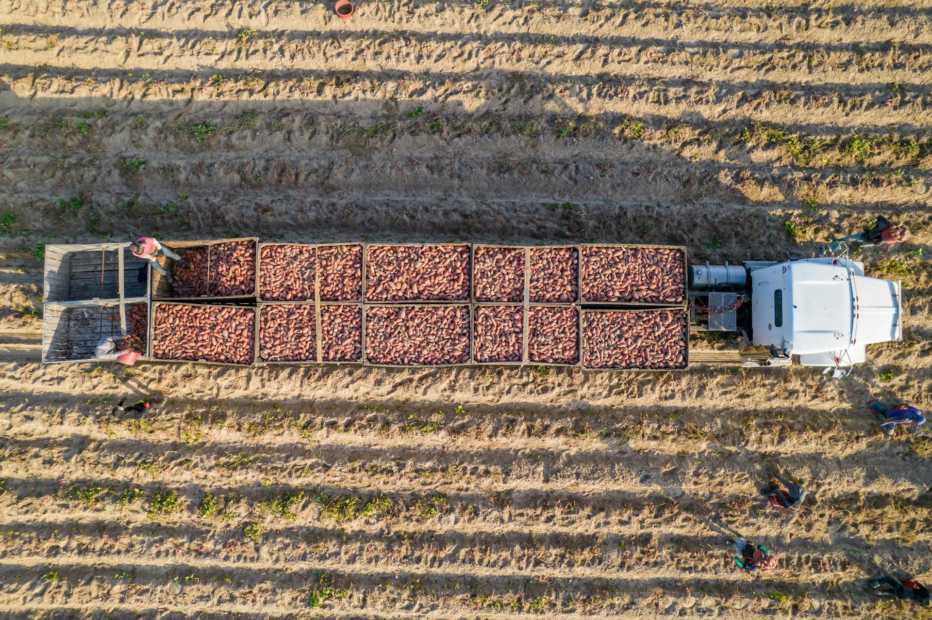 Aerial shot of a truck and farmers harvesting sweet potatoes on a North Carolina farm.