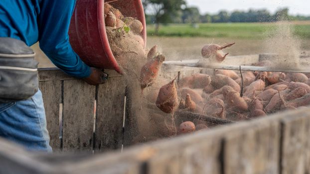 A Person Working on a Farm