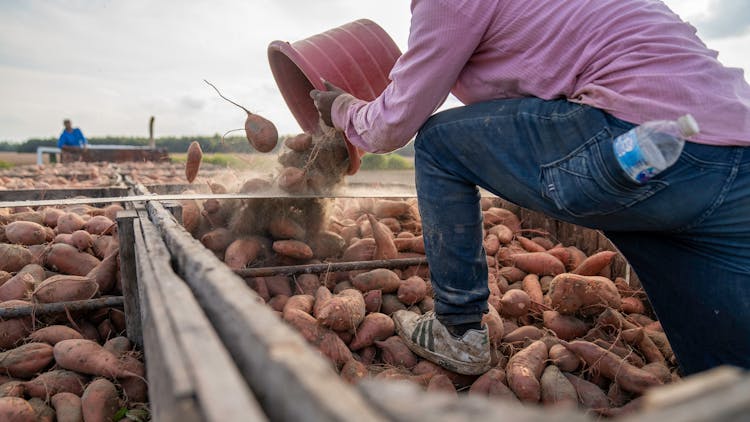 A Farmer Pouring A Basin Of Sweet Potatoes On A Truck