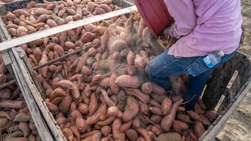 A Farmer Loading a Truck with Harvested Sweet Potatoes
