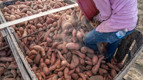 Free Farmer manually loads fresh sweet potatoes in rural North Carolina. Stock Photo