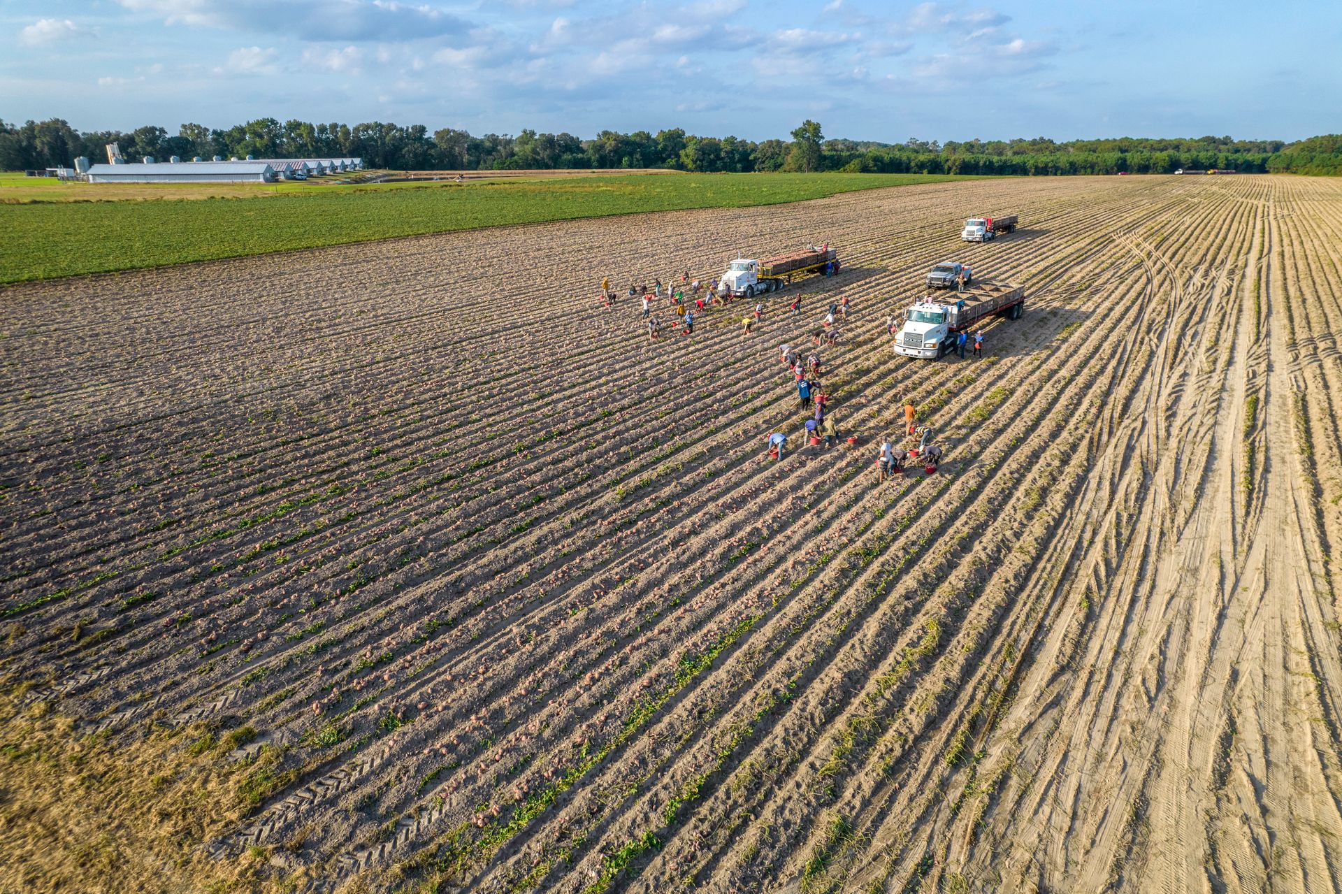 Aerial view of farmers harvesting crops in a field in North Carolina, with trucks in the background