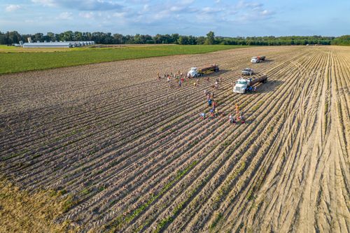 Free Aerial view of farmers harvesting crops in a field in North Carolina, with trucks in the background Stock Photo
