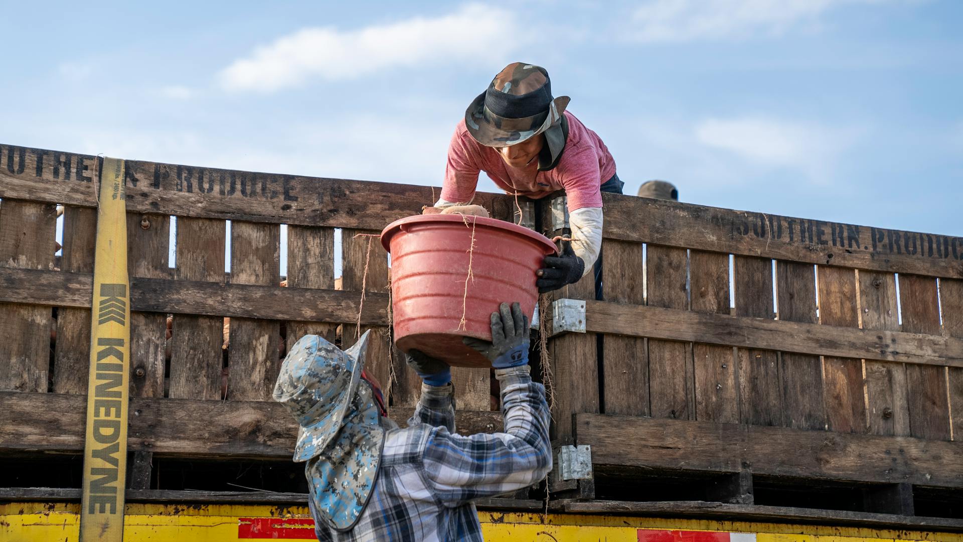 Farm workers passing a red bucket on a truck in North Carolina, showcasing teamwork.