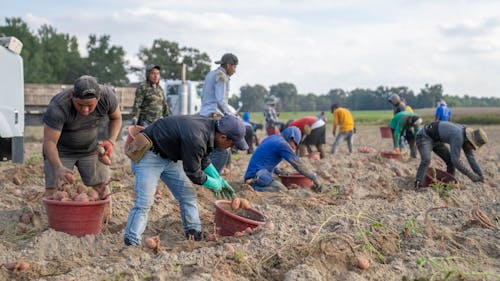 Farmers Harvesting Together