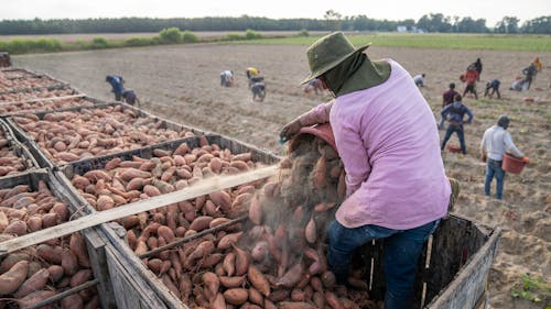 Free Sweet Potato Harvest  Stock Photo
