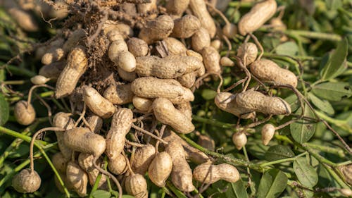 Free Dirt on Harvested Peanuts Stock Photo