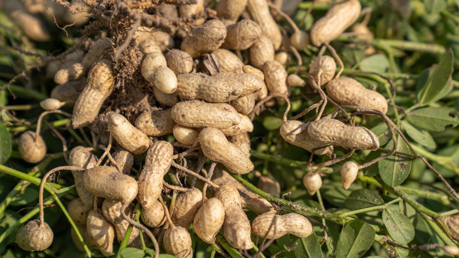 Freshly dug groundnut pods with roots and soil still attached — a short-cycle groundnut that fills its pods before the rains stop is the whole game in a variable year.