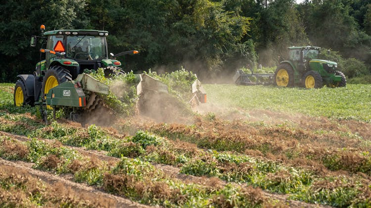 Tractors Harvesting Peanuts