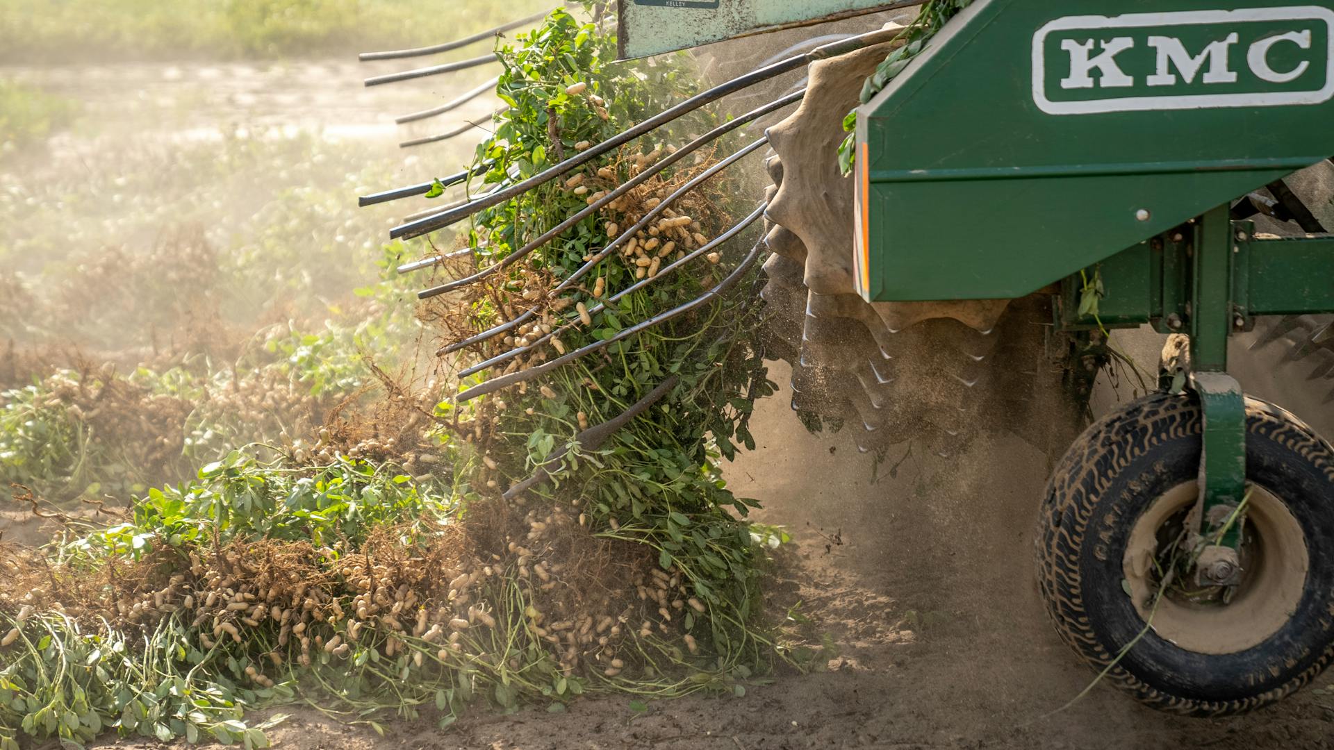 A Combine Harvester Harvesting Peanuts