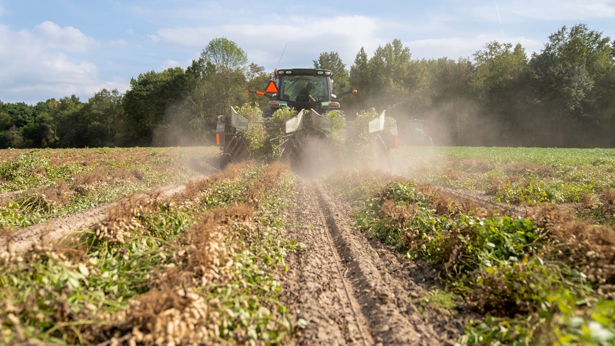 Tractor Harvesting Peanuts