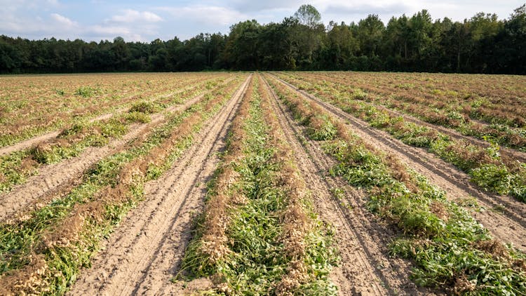 Peanut Plants In A Field 