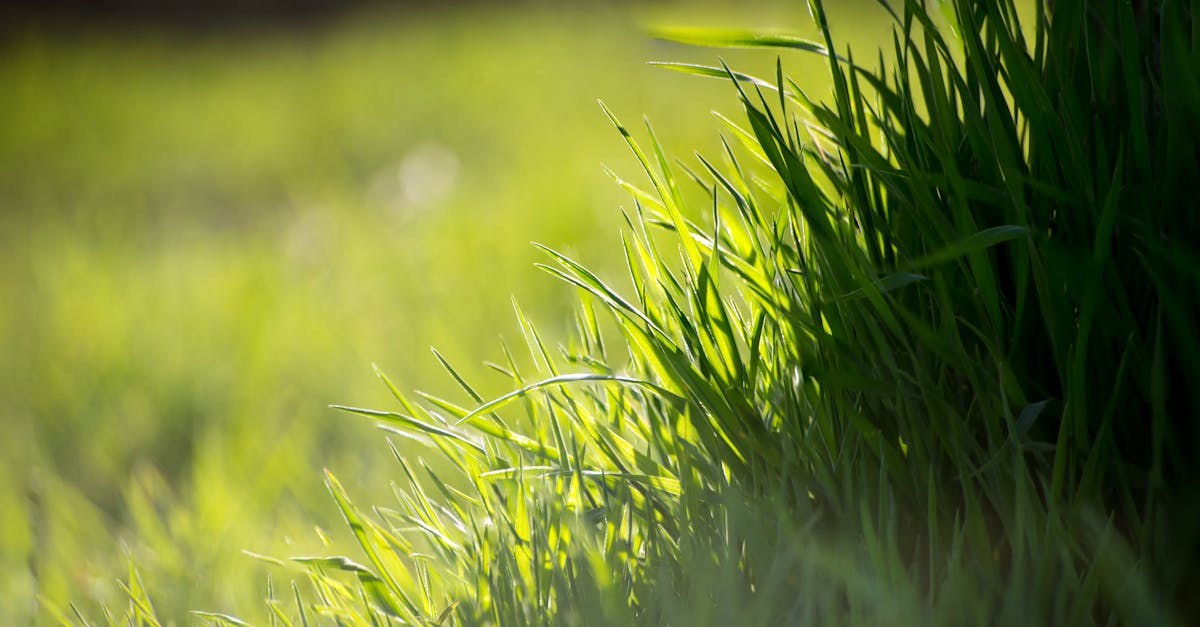Close-up of Grass · Free Stock Photo Close-up of Grass · Free Stock Photo