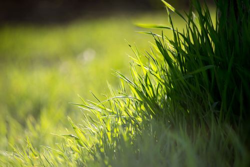 Free A close-up view of vibrant green grass blades illuminated by sunlight, providing a natural and fresh atmosphere. Stock Photo