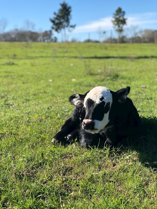 Black And White Calf On Green Grass Field