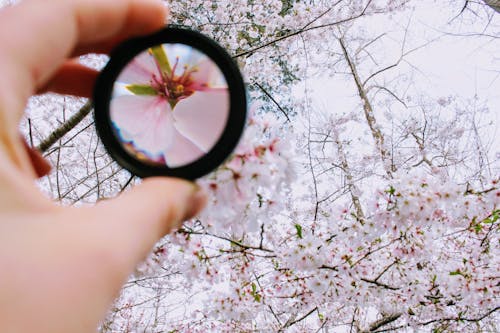 Person Holding Round Framed Mirror Near Tree at Daytime