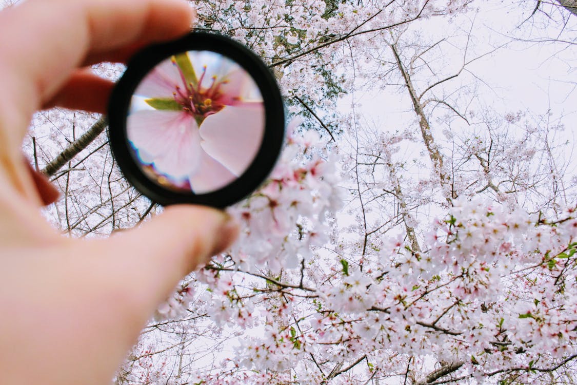 Free Person Holding Round Framed Mirror Near Tree at Daytime Stock Photo
