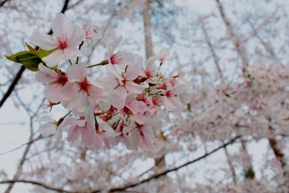 Cherry Blossom Close-up Photo · Free Stock Photo