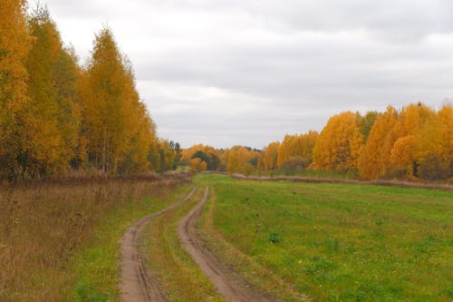 Безкоштовне стокове фото на тему «барвистий, дерева, ліс»