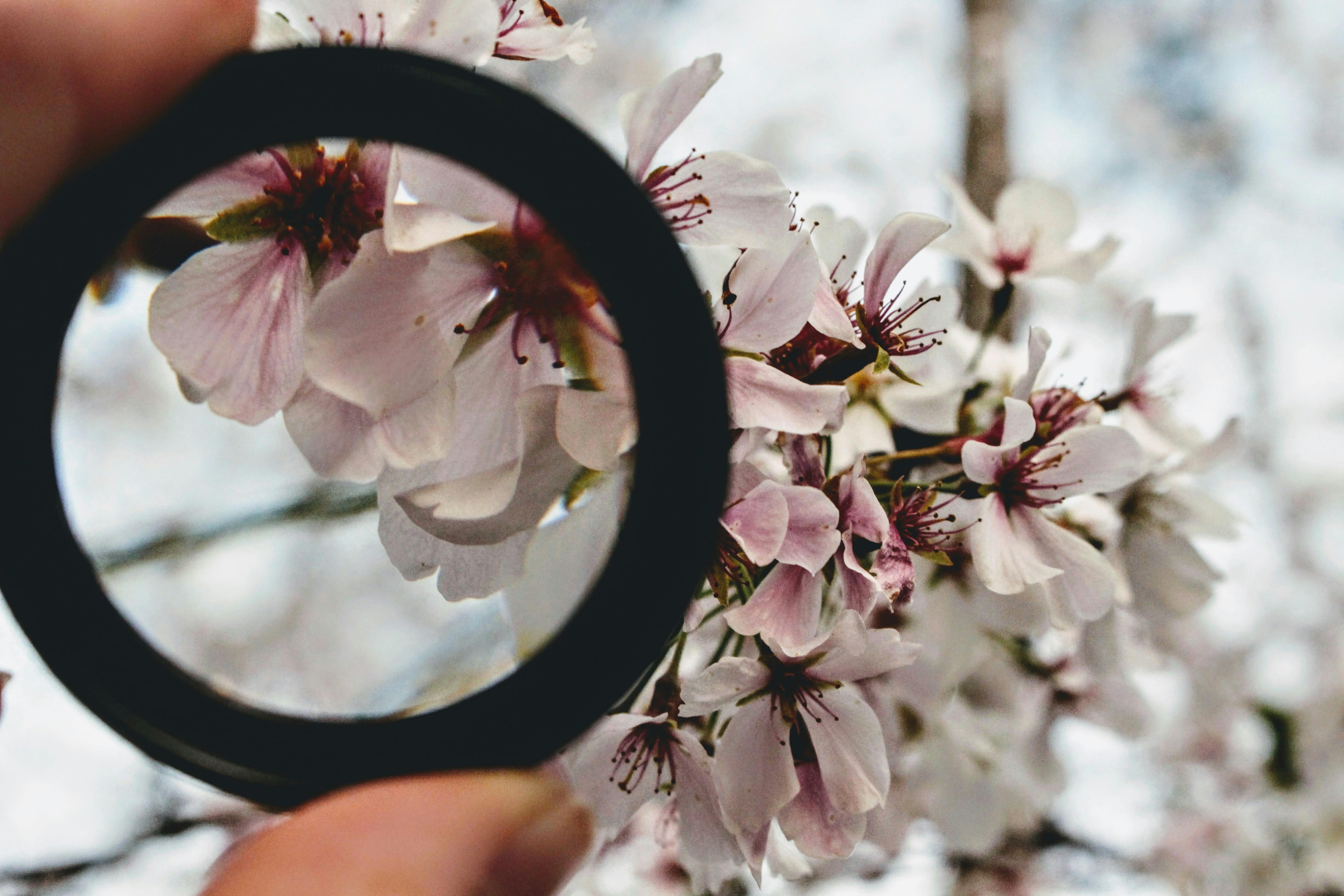 透过放大镜看樱花，更能凸显其花瓣的精致与自然之美