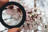 透过放大镜看樱花，更能凸显其花瓣的精致与自然之美
