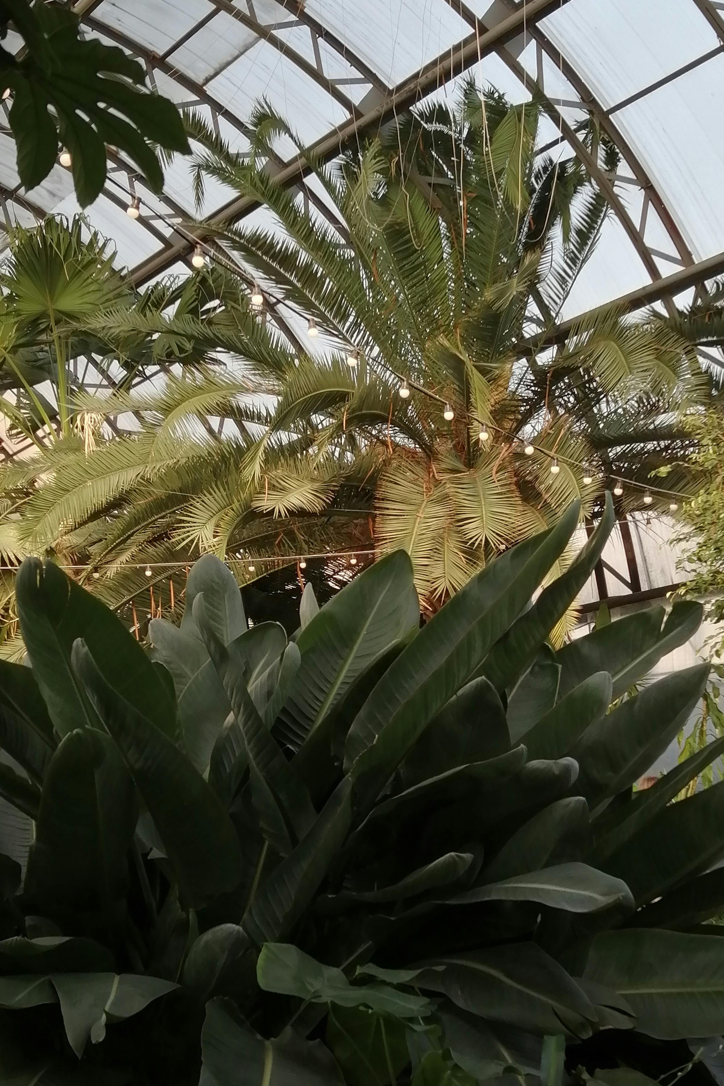 A vibrant mix of tropical plants inside a sunlit glass greenhouse.